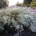 Aster ericoides 'Schneegitter'