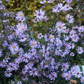 Aster laevis 'Calliope'