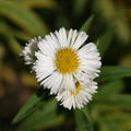 Aster novae-angliae 'Herbstschnee'