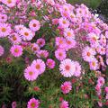 Aster novae-angliae 'Rosa Sieger'