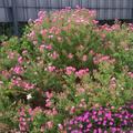 Aster novae-angliae 'Rosa Sieger', Blten im Herbst, pink, rosa, Staude