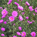 Aster novi-belgii Karminkuppel