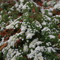 Aster pansus 'Snow Flurry'