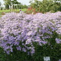 Aster 'Twilight'