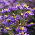 Aster novi-belgii 'Dauerblau', Glattblatt-Aster 'Dauerblau'