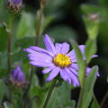 Aster amellus 'Glcksfund'