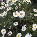 Aster novi-belgiie 'White Ladies' 