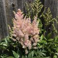 Prachtspiere 'Europa' (Astilbe x japonica 'Europa')