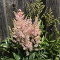 Prachtspiere 'Europa' (Astilbe x japonica 'Europa')