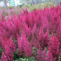 Astilbe arendsii 'Paul Gaarder' 