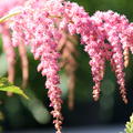 Prachtspiere 'Straussenfeder' (Astilbe thunb. 'Strauenfeder')