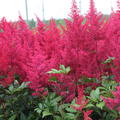 Astilbe japonica 'Montgomery'