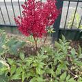 Astilbe japonica 'Montgomery', Astilbe japonica 'Montgomery'