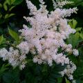 Astilbe x arendsii 'Brautschleier'