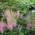 Astilbe - Blten