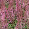 Astilbe x chinensis-Hybr. 'Veronica Klose'