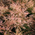 Astilbe x glaberrima-Hybr. 'Sprite'