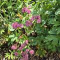 Astrantia major 'Roma' (R), Astrantia major 'Roma' (R)