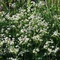 Astrantia major 'Star of Billion' (R)