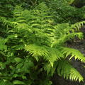 Athyrium filix-femina