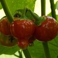 Aubergine 'Cookstown Orange', Solanum Aethiopicum