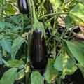 Aubergine 'Diamond', Solanum melongena
