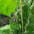 Aubergine 'Green Blitz'  , Solanum melongena Green Blitz