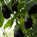 Aubergine 'Little Fingers', Solanum melongena