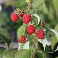 Primeberry, Herbsthimbeere, Autumn Wildly, Rubus idaeus