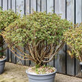 Azalea japonica 'Aladdin Scout' (80-100), Busch, im 35cm Topf, Hhe 90cm, Breite 85cm