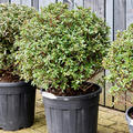 Azalea japonica 'Aladdin Scout', Busch, im 35cm Topf, Hhe 75cm, Breite 55cm