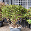 Azalea japonica 'Blaauw's Pink', Busch, im 35cm Topf, Hhe 75cm, Breite 85cm