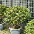 Azalea japonica 'Girard's Rose', Busch, im 35cm Topf, Hhe 90cm, Breite 80cm