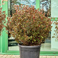 Azalea japonica 'Johanna' (110-130), Busch, im 45cm Topf, Hhe 120cm, Breite 85cm