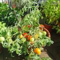 Balkontomate 'Fuzzy Wuzzy', Lycopersicon esculentum 'Fuzzy Wuzzy'