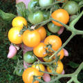 Balkontomate Ida Gold Tomate Strauch auf Hand