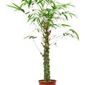 Bambusa ventricosa, Stamm multi, im 27cm Topf, Hhe 140cm, Breite 35cm