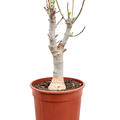 Baobab (Adonsonia), Stamm, im 17cm Topf, Hhe 45cm, Breite 15cm