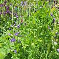 Baptisia australis, Baptisia australis