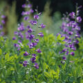 Baptisia australis
