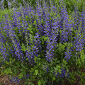 Baptisia x cultorum 'Blueberry Sundae' (S)