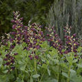 Baptisia x cultorum 'Dutch Chocolate' (S)