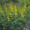 Baptisia x cultorum 'Lemon Meringue' (S)