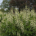 Baptisia x cultorum 'Vanilla Cream' (S)