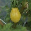 Heirloom Tomate 'Barry's Crazy Cherry' (Solanum lycopersicum)