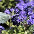 Bartblume 'Blauer Spatz'® mit einem weissen Schmetterling