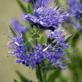 Bartblume Kew Blue, dunkelblau in voller Blüte an Triebspitze