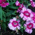 Bartnelken (Mischung), Dianthus barbatus