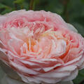 Englische Rose, Kletterrose, Rose, Austin Rose, 'Bathsheba' (korr)