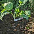 Baumkohl Everkale Greenwave, Brassica oleracea Everkale Greenwave
